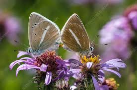 Attēlu rezultāti vaicājumam “Agrodiaetus damon”