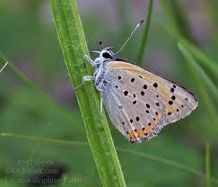 Attēlu rezultāti vaicājumam “Lycaena alciphron”