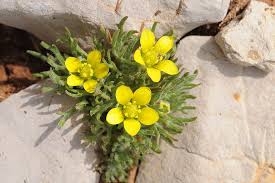 Attēlu rezultāti vaicājumam “Ranunculus elatior leaf”