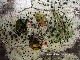 Attēlu rezultāti vaicājumam “Lecidella elaeochroma”