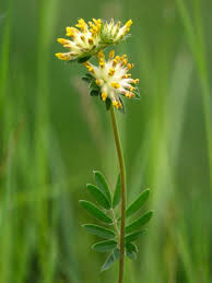 Attēlu rezultāti vaicājumam “Anthyllis vulneraria leaf”