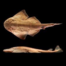 Image result for Squatina dumeril