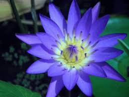 Attēlu rezultāti vaicājumam “Lotus sp. flower”