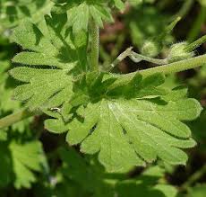Attēlu rezultāti vaicājumam “Geranium pusillum”