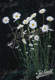 Attēlu rezultāti vaicājumam “Leucanthemum vulgare flower”