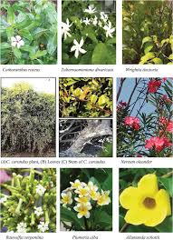 Attēlu rezultāti vaicājumam “Apocynaceae”
