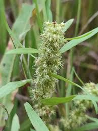 Attēlu rezultāti vaicājumam “Rumex maritimus leaf”