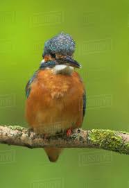 Attēlu rezultāti vaicājumam “Alcedo atthis”