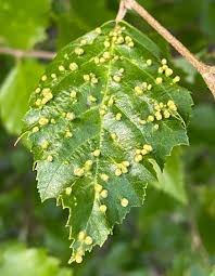 Attēlu rezultāti vaicājumam “Eriophyes laevis”