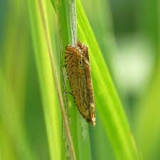 Attēlu rezultāti vaicājumam “Lathronympha strigana”
