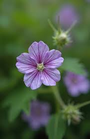 Attēlu rezultāti vaicājumam “Geranium sylvaticum leaf”