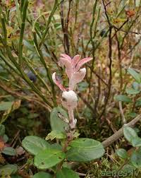 Attēlu rezultāti vaicājumam “Exobasidium vaccinii”