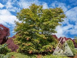 Attēlu rezultāti vaicājumam “Acer pseudosieboldianum”