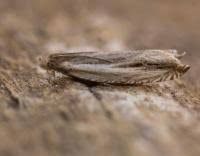 Attēlu rezultāti vaicājumam “Ancylis apicella”