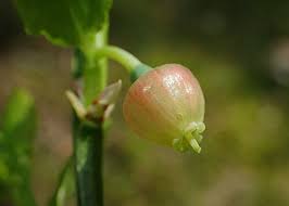 Attēlu rezultāti vaicājumam “Vaccinium myrtillus flower”