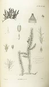 Attēlu rezultāti vaicājumam “Neckera pennata”