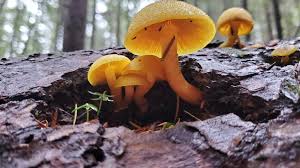 Attēlu rezultāti vaicājumam “Tricholomopsis decora”