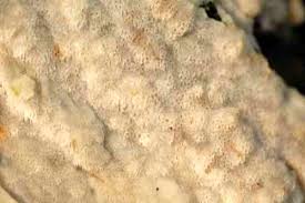 Attēlu rezultāti vaicājumam “Physisporinus vitreus”