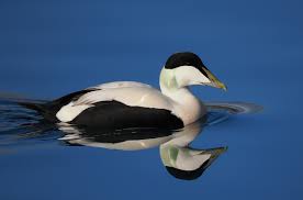 Attēlu rezultāti vaicājumam “Somateria mollissima juvenile”