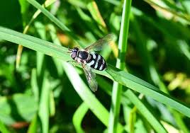 Attēlu rezultāti vaicājumam “Didea alneti”