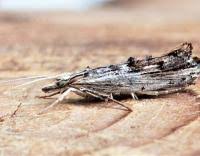 Attēlu rezultāti vaicājumam “Ypsolopha scabrella”