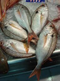 Image result for Pagellus bogaraveo