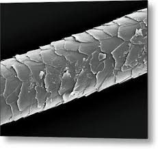 Image result for human hair microscope image