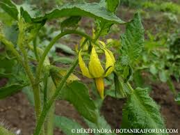 Attēlu rezultāti vaicājumam “Lycopersicon esculentum”