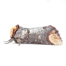 Attēlu rezultāti vaicājumam “Phalera bucephala”