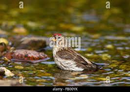 Attēlu rezultāti vaicājumam “Carduelis flammea female”
