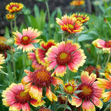 Image result for Gaillardia pulchella