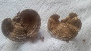 Attēlu rezultāti vaicājumam “Lenzites betulina”