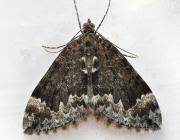 Attēlu rezultāti vaicājumam “Dysstroma truncata”