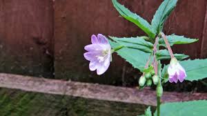 Attēlu rezultāti vaicājumam “Epilobium montanum flower”