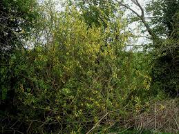 Attēlu rezultāti vaicājumam “Salix triandra”