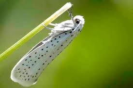 Attēlu rezultāti vaicājumam “Yponomeuta evonymella larva”