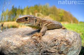 Attēlu rezultāti vaicājumam “Lacerta agilis female”