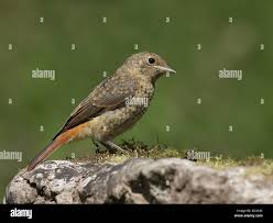 Attēlu rezultāti vaicājumam “Phoenicurus phoenicurus”