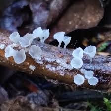 Attēlu rezultāti vaicājumam “Tilachlidium brachiatum”