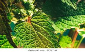 Attēlu rezultāti vaicājumam “Lamium purpureum leaf”