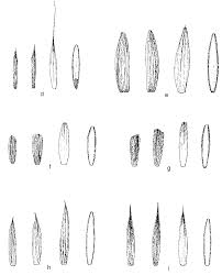 Attēlu rezultāti vaicājumam “Elymus caninus fruit”