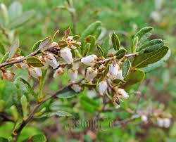 Attēlu rezultāti vaicājumam “Chamaedaphne calyculata”