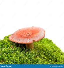 Attēlu rezultāti vaicājumam “Russula vesca”