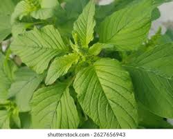 Attēlu rezultāti vaicājumam “Amaranthus retroflexus leaf”