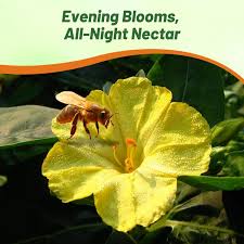 Image result for Mirabilis jalapa