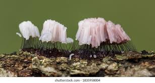 Attēlu rezultāti vaicājumam “Stemonitis fusca”