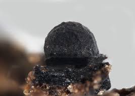 Attēlu rezultāti vaicājumam “Perichaena corticalis”