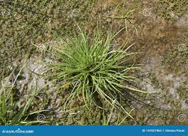 Attēlu rezultāti vaicājumam “Cyperus fuscus”