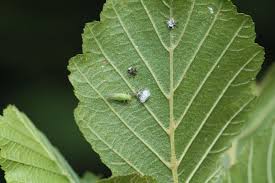 Attēlu rezultāti vaicājumam “Psylla alni nymph”