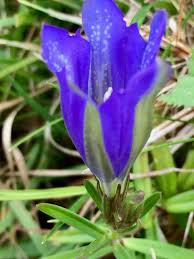 Attēlu rezultāti vaicājumam “Gentiana pneumonanthe flower”